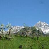 obstbluete bei toell dahinter texelgruppe schnee