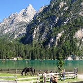 pragser wildsee pferd