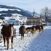 olang oberolang pferde winter