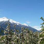 obstbluete bei kortsch