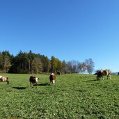 rinder weide bei kiens