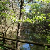 teich am weg nr richtung sirmian