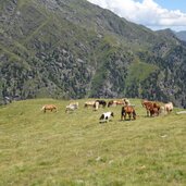 pferde und rinder auf hochalmwiesen am weg fagls