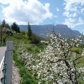 fruehling ausblick obstbluete bei frangart radweg