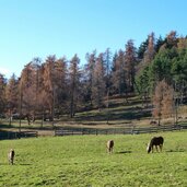 haflinger pferde weg nr jenesien