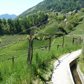 weinbau bei marling reben im april