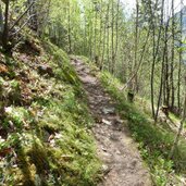 weg a moerre schweinsteg waldweg