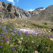 glockenblumen am weg