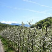 radweg bei katzental apfelbluete