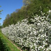 kaltern katzental apfelbluete