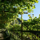 burgweg weg nr von mitterplars zum algunder waalweg herst reben wein