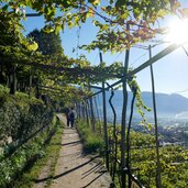 algunder waalweg herbst weinreben wanderer