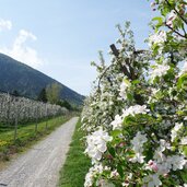 apfelbluete bei morter untermontani