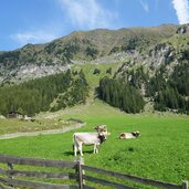 kuehe bei rosellalm abzweigung unterbergtal