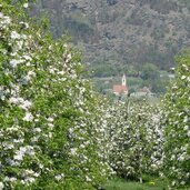 blick richtung goldrain und obstbluete fruehling