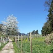 weg st hippolyt nach voellan wiesen bei naraun