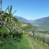 obstwiesen unterhalb von voellan