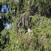 bussard auf baum