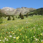 telfes alm wiesen bei freundalm