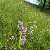 wiesen am schmetterlingsweg st sigmund