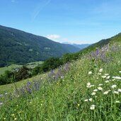 wiesen am schmetterlingsweg oberhalb von st sigmund kiens