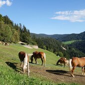 st kathrein bei hafling und haflinger zucht pferde