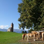 st kathrein bei hafling und haflinger zucht pferde