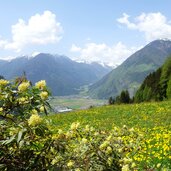 fruehling wiesen bei ahornach