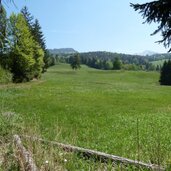 wiesen unterhalb von aldein