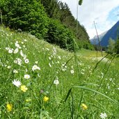 blumen am pfunderer talweg bei niedervintl