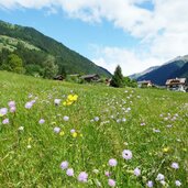 blumenwiesen bei weitental