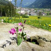 fruehlingsblumen bei uttenheim