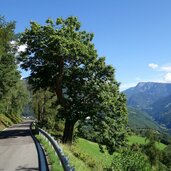 jenesien afinger strasse kastanienbaum