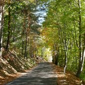 weg und von oberglaning nach glaning herbst wald