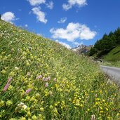 blumenwiesen oberhalb von planeil planeiltal