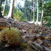 kastanienigel wanderweg toell quadrat