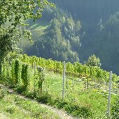 weinbauo bei teis villnoess