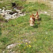 hennen huehner bei taistner alm