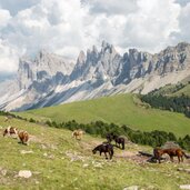 raschoetz blick auf geisler pferde