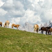 raschoetz blick auf geisler pferde