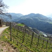 keschtnweg kastanienweg im fruehling feldthurns klausen