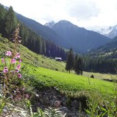 weidenroeschen und blick richtung st gertraud ultental