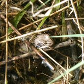 frosch im fischerteich prader sand