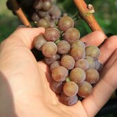 Gewuerztraminer Session three