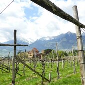 feldweg bei schloss rametz fruehling