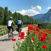etschradweg bei auer fruehling mohn