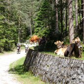 forststrasse weg mtb schluderbach nach plaetzwiese rad mtb