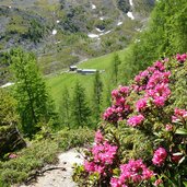 alpenrosenweg bei innerfalkomai