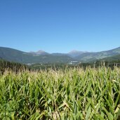 maisfeld bei vahrn richtung pustertal