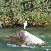reiher im eisack
